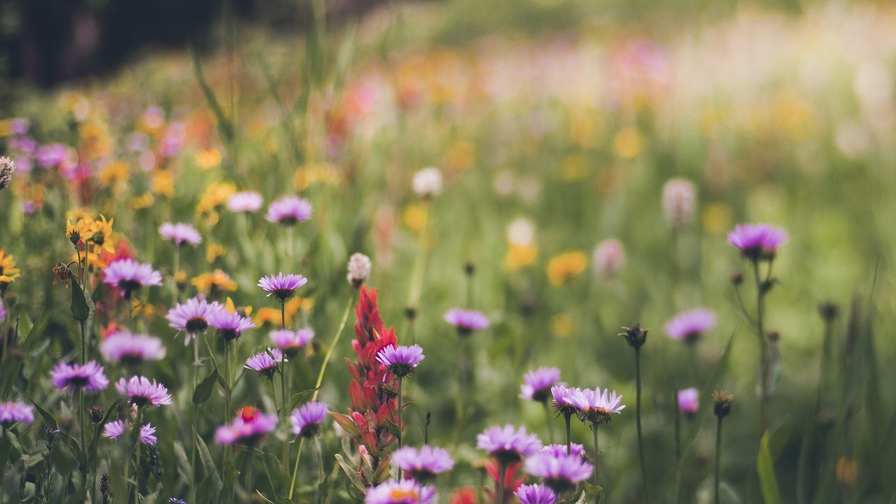 beautiful the leaves flowers free photo