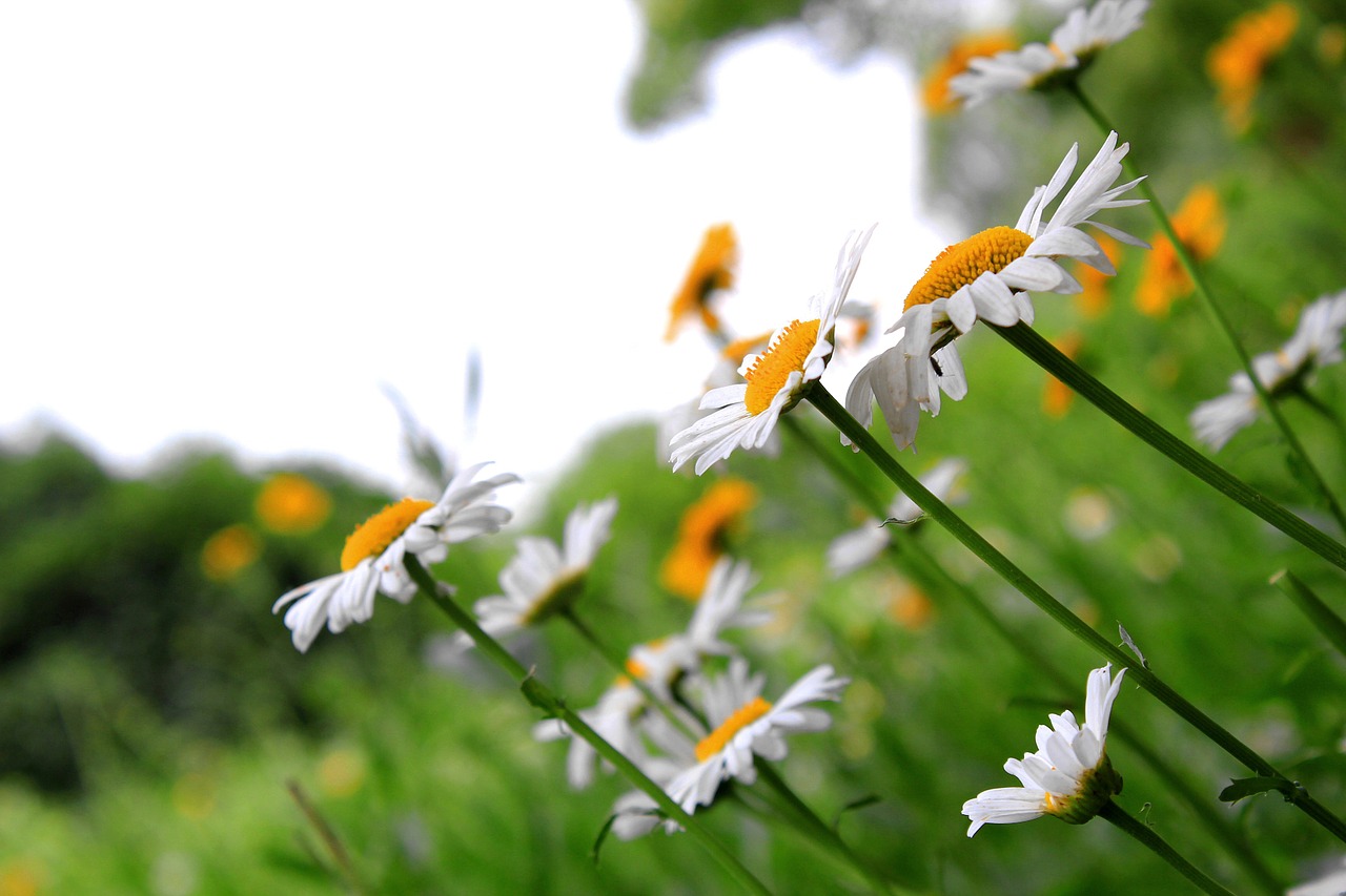 beautiful daisy flowers free photo