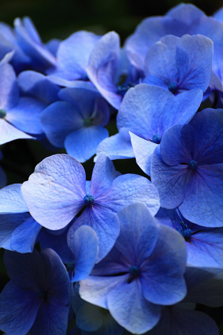 beautiful blue flowers free photo