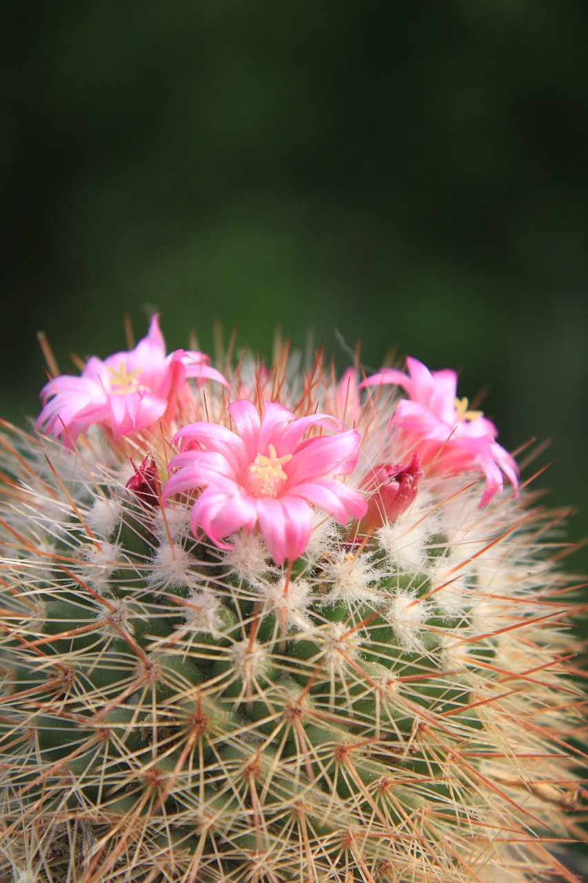 beautiful cacti cactus free photo