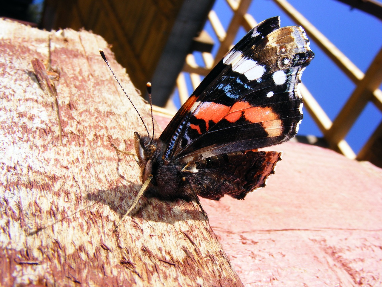 beautiful butterfly colored free photo