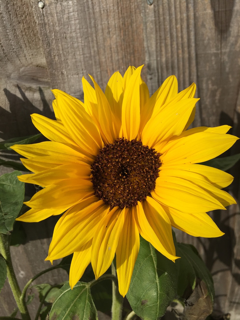 garden summer yellow free photo