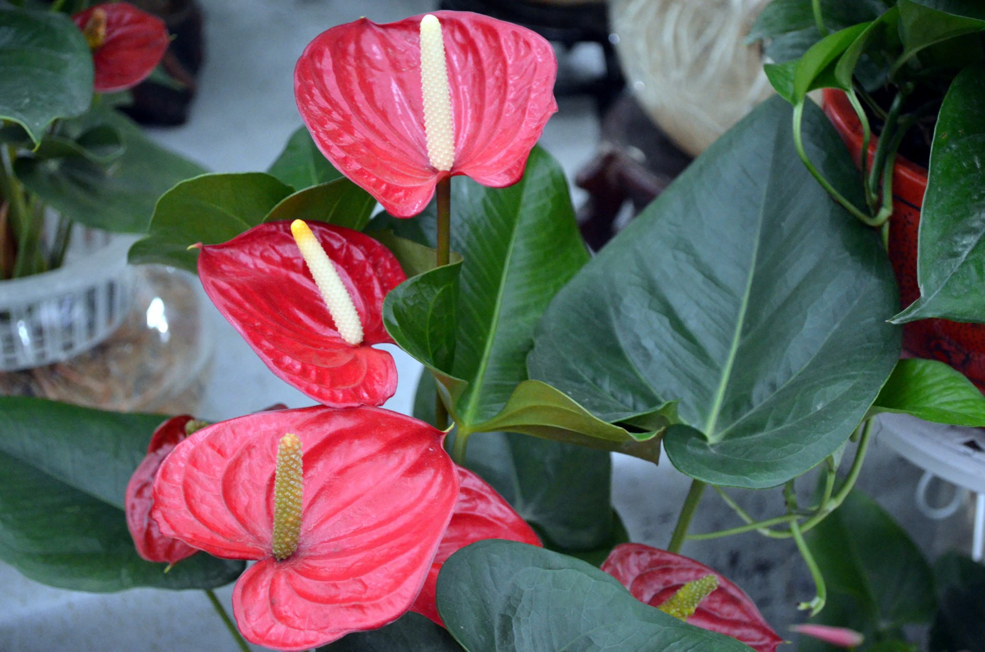 flowers flower plant anthurium free photo