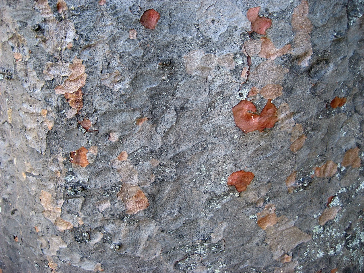 tree bark silver color background free photo