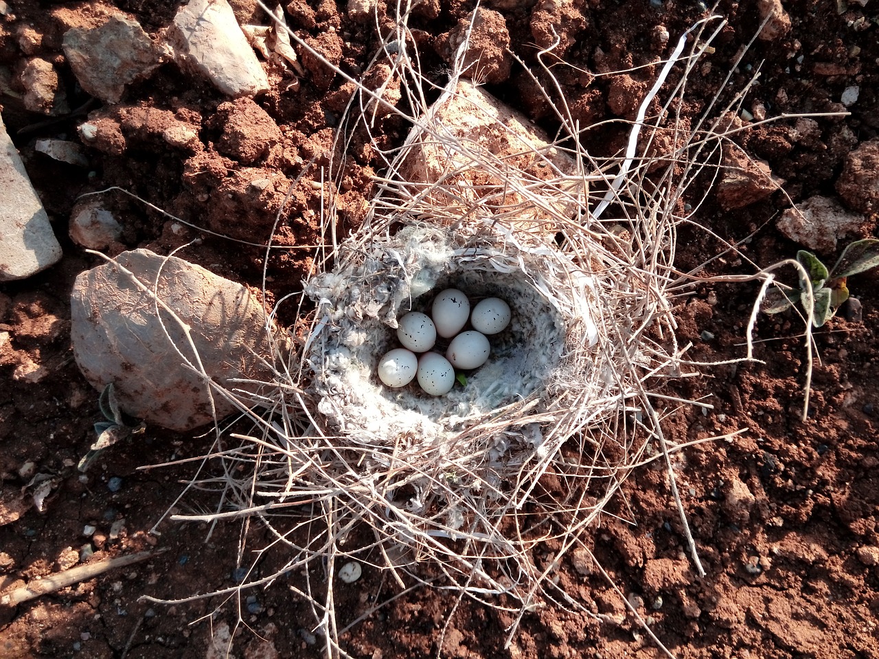 beautiful bird nest song bird kurdistan iraq free photo