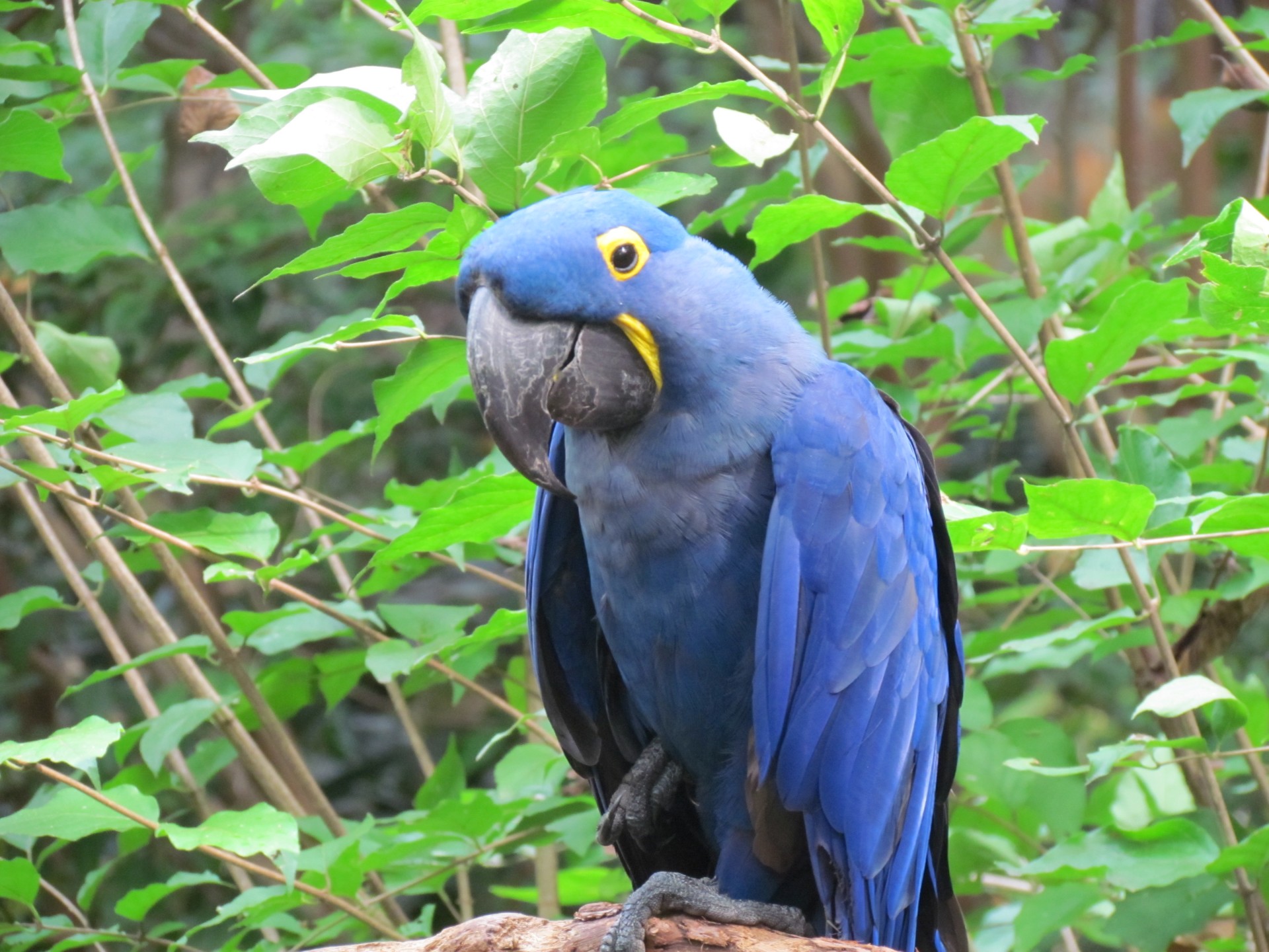 bird animal zoo free photo