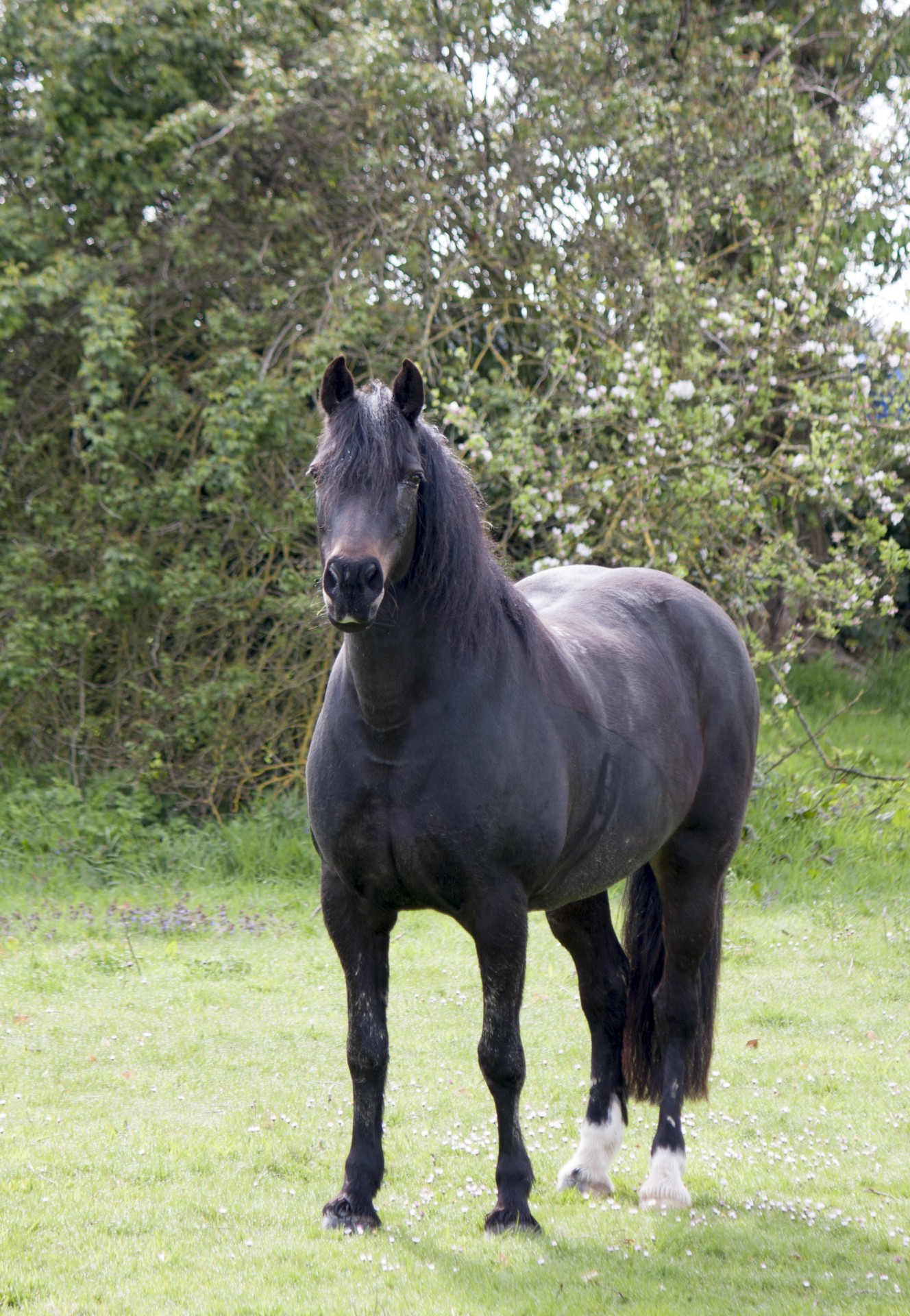 horse black pony free photo