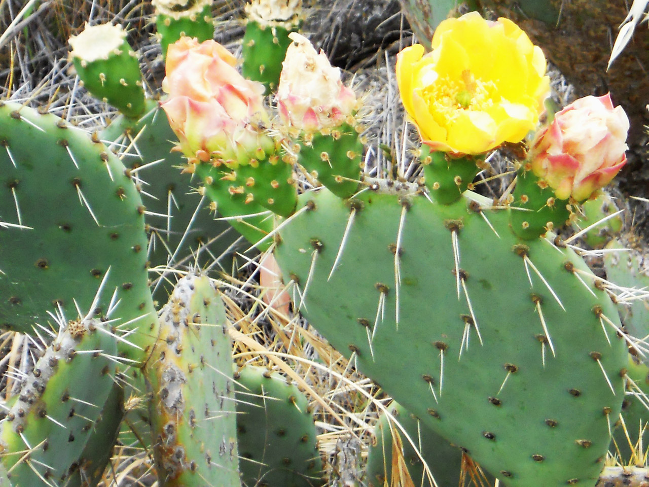 cactus flower bloom free photo