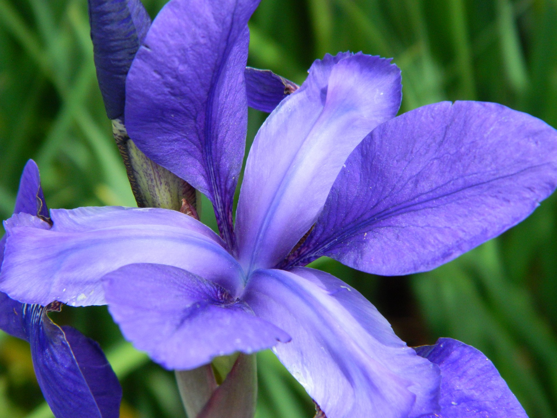 flower blue flower blue background free photo