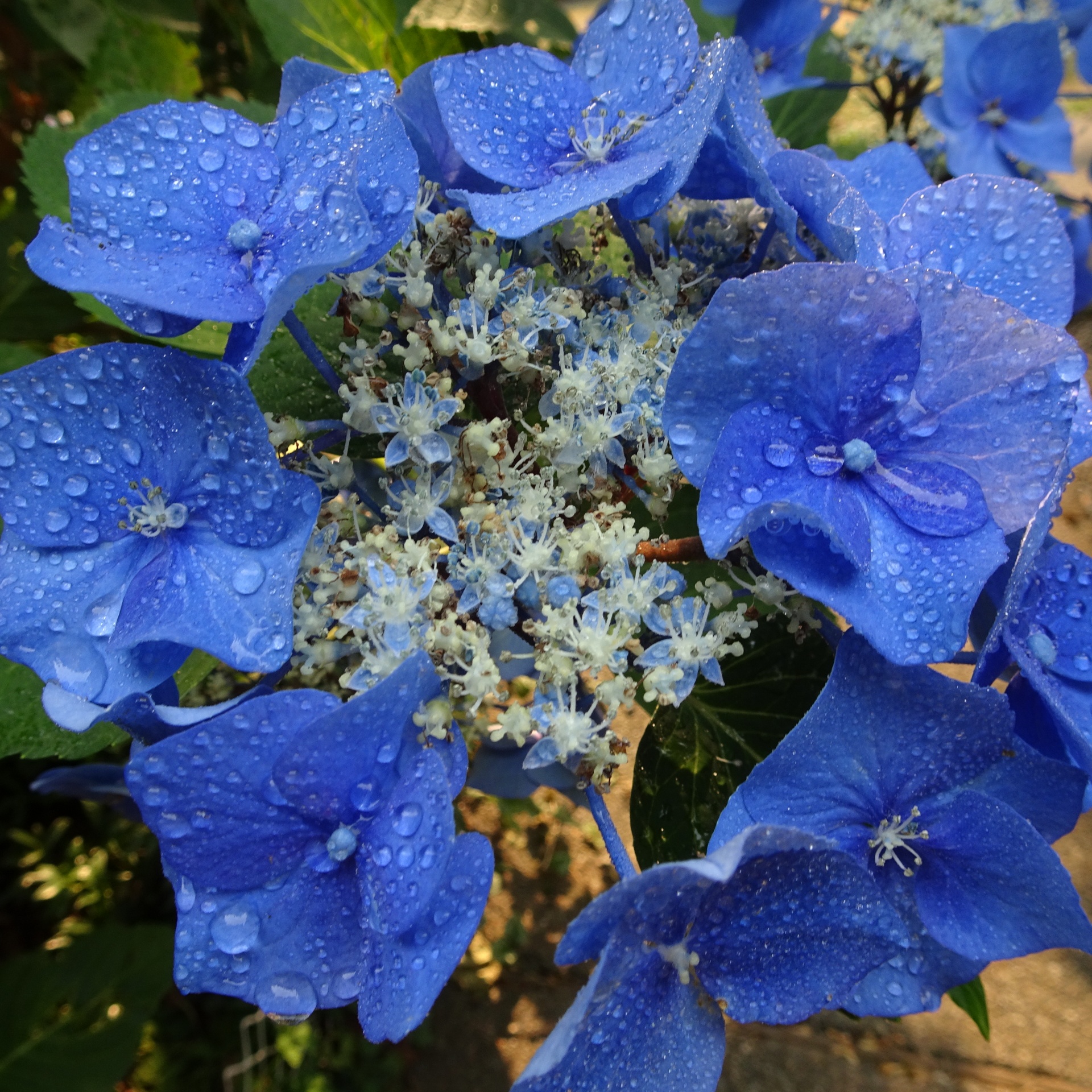 blue flowers fence free photo