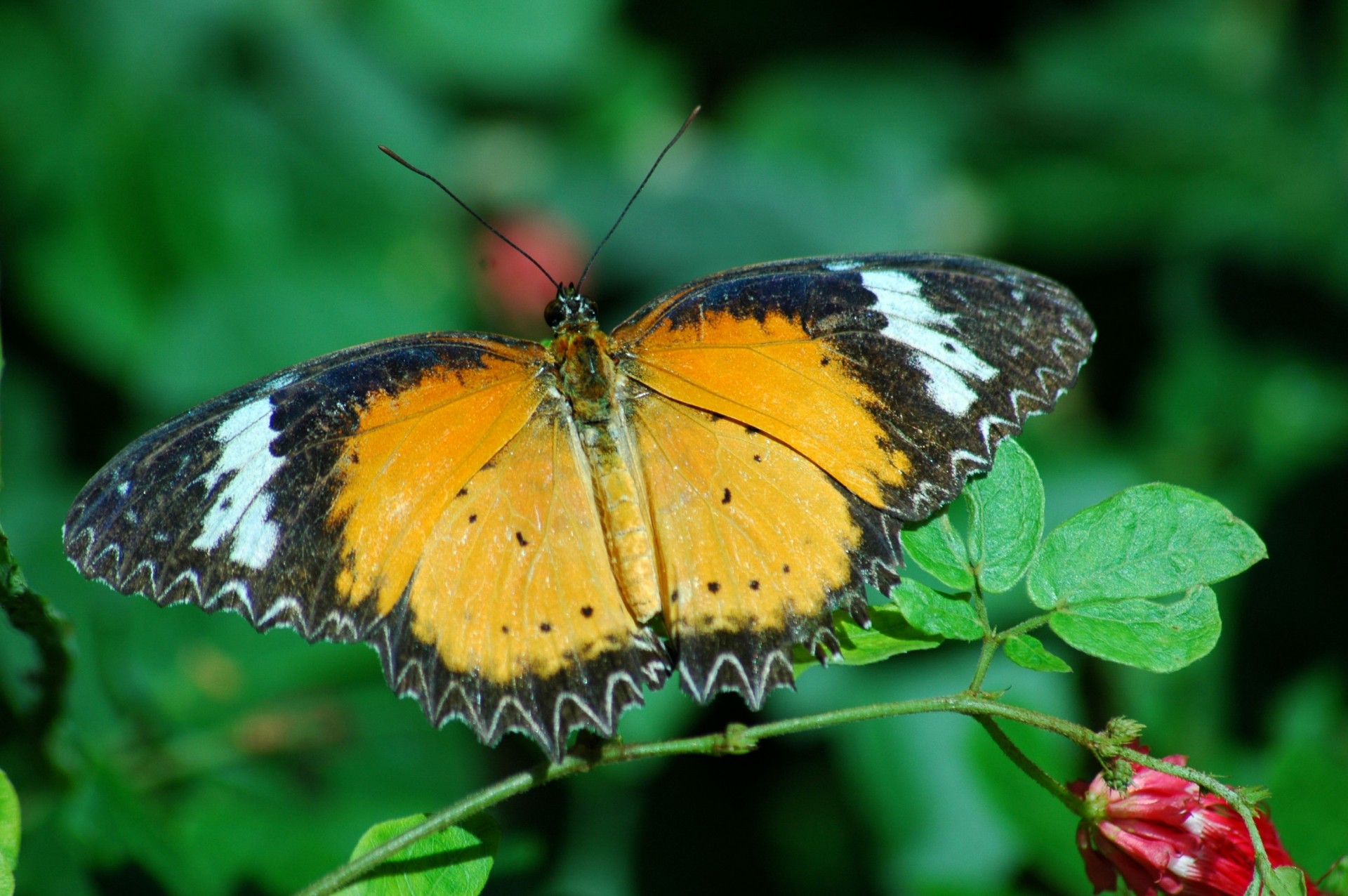 butterfly insect wildlife free photo