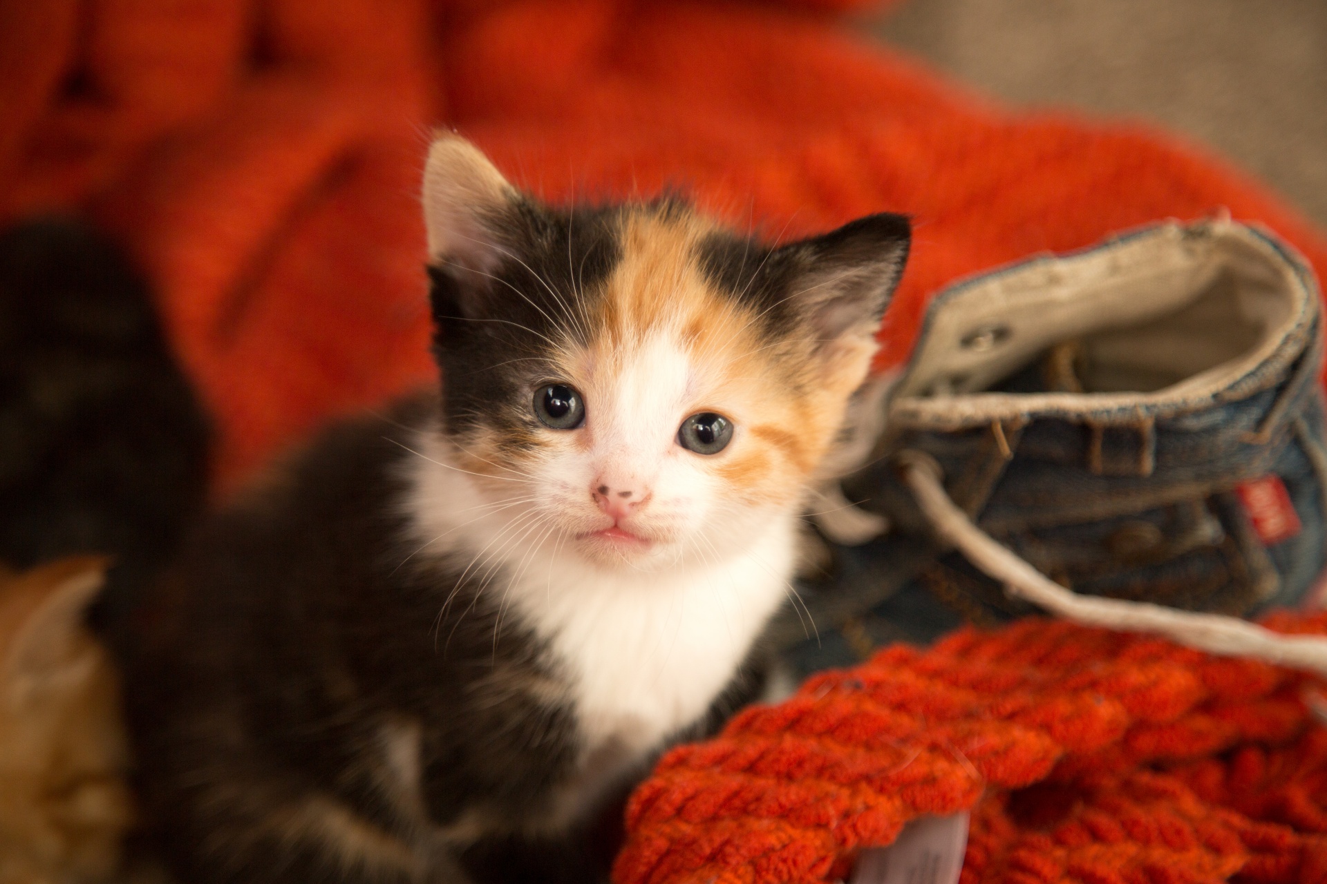 kitten cat background free photo