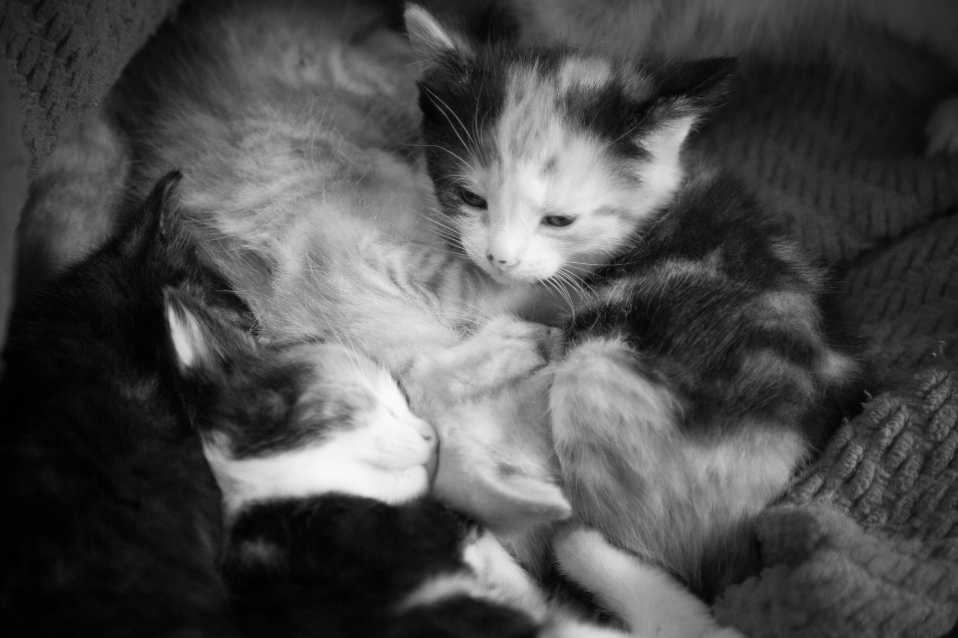 kitten cat background free photo