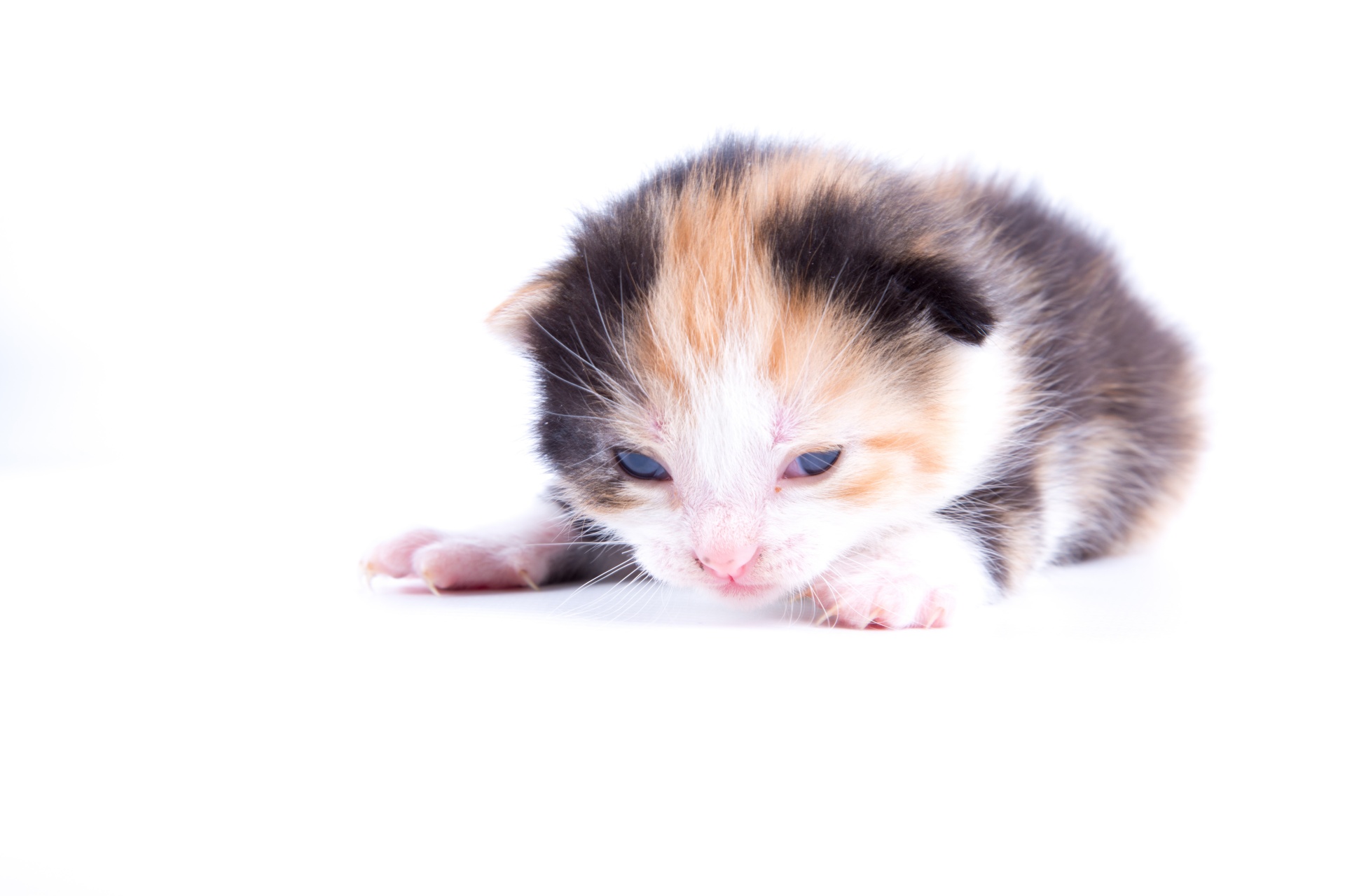 kitten cat background free photo