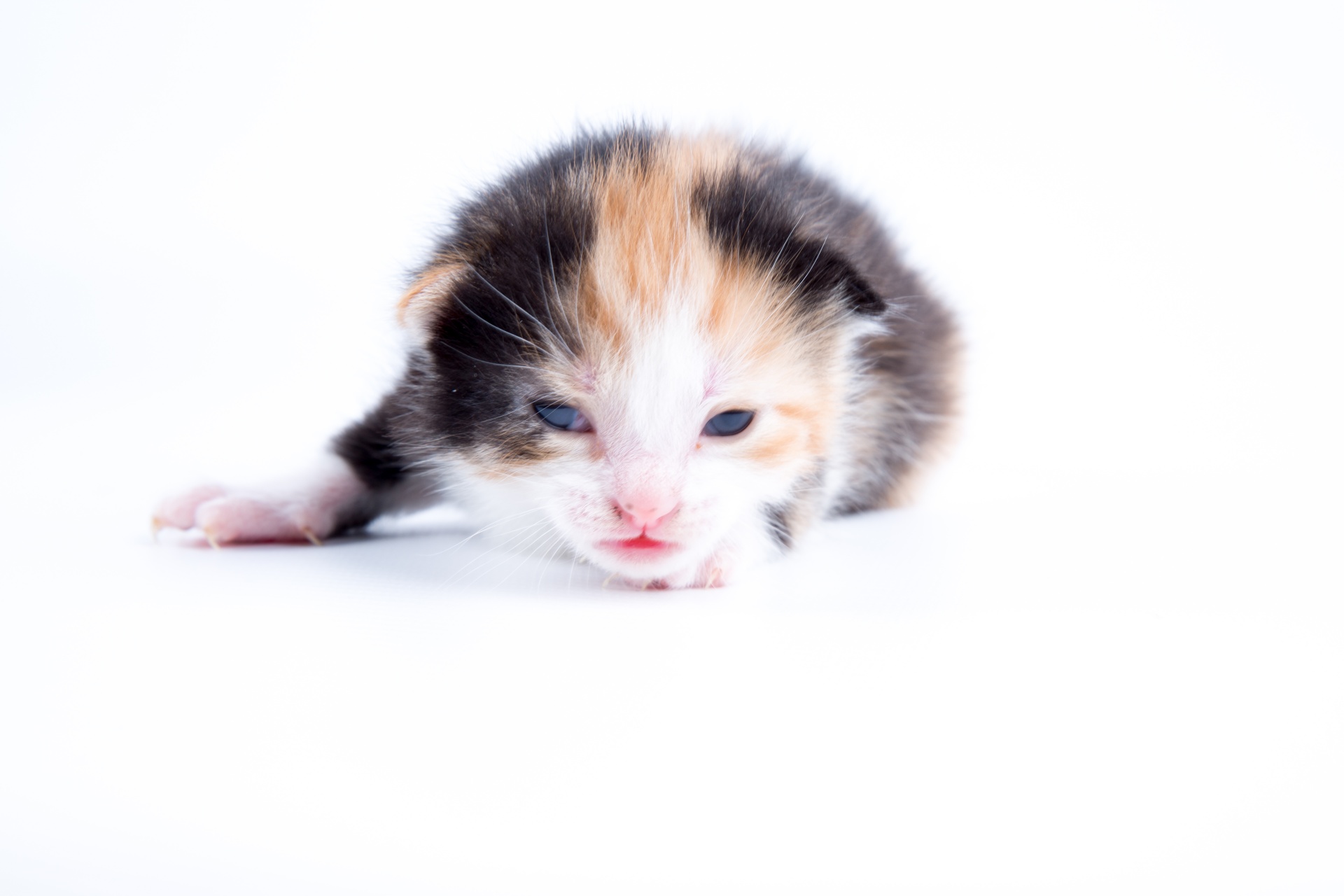 kitten cat background free photo