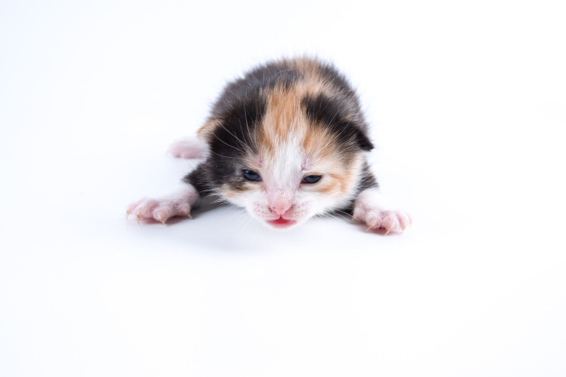 kitten cat background free photo