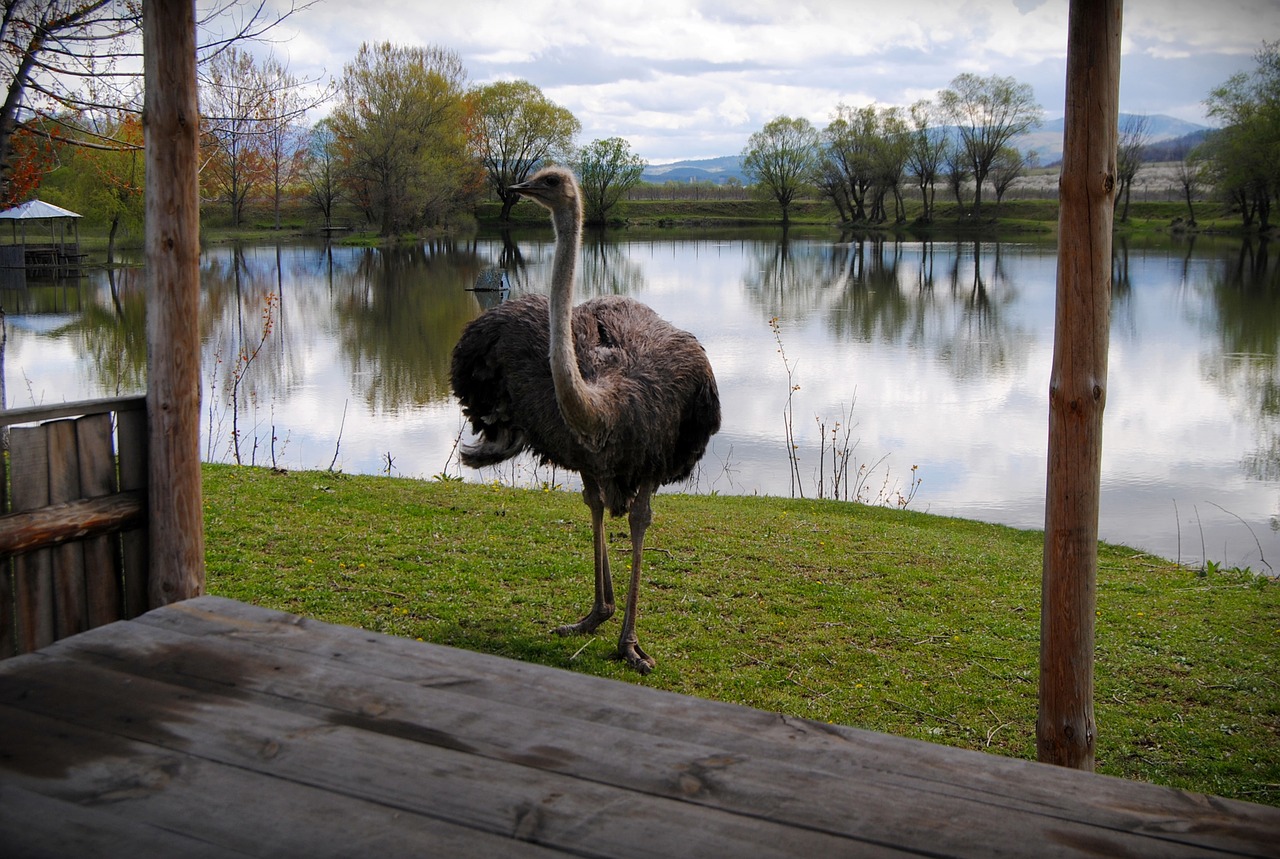 ostrich relaxation outdoor free photo