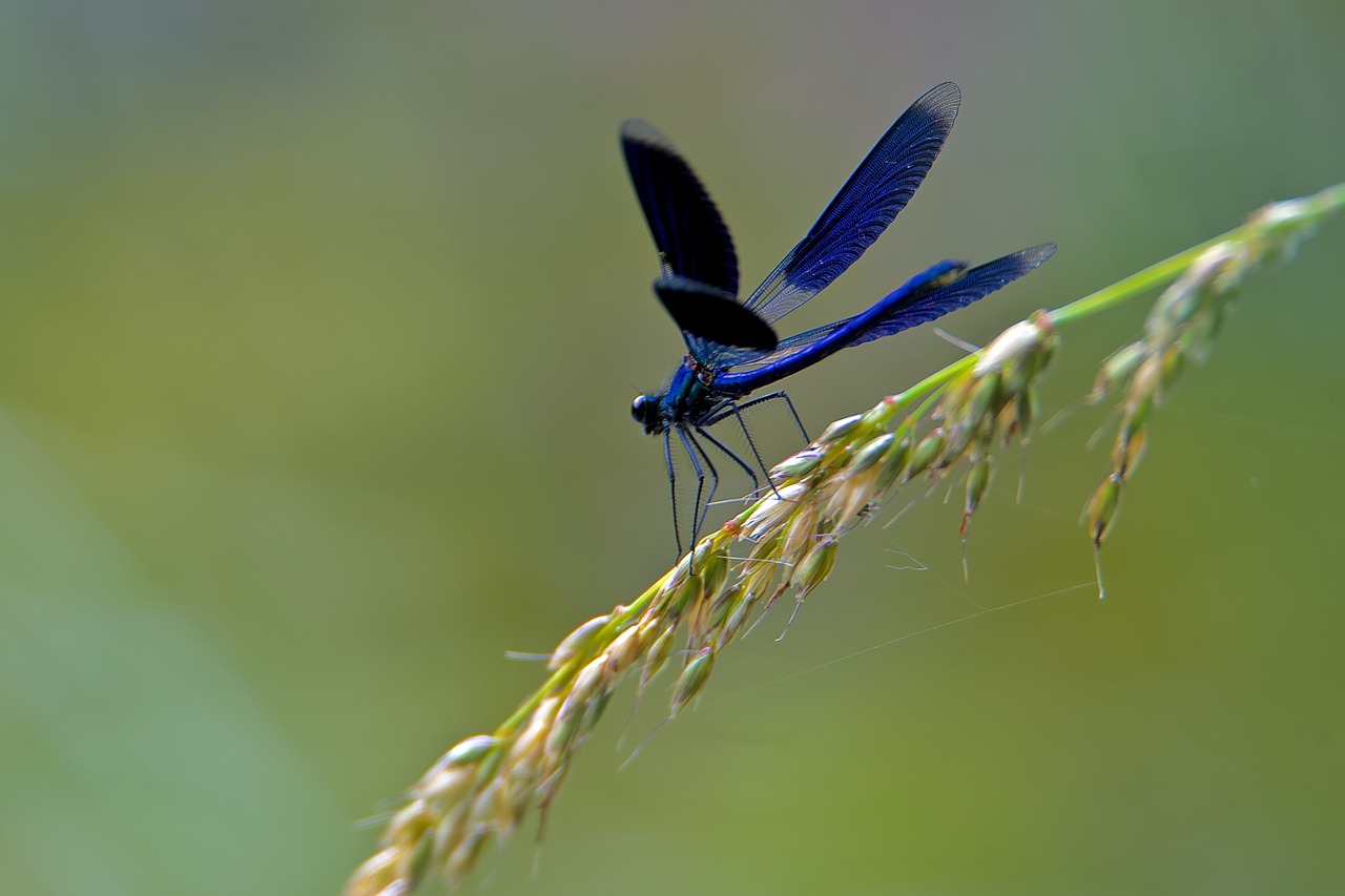 beautiful demoiselle bright  dragonfly  demoiselle free photo