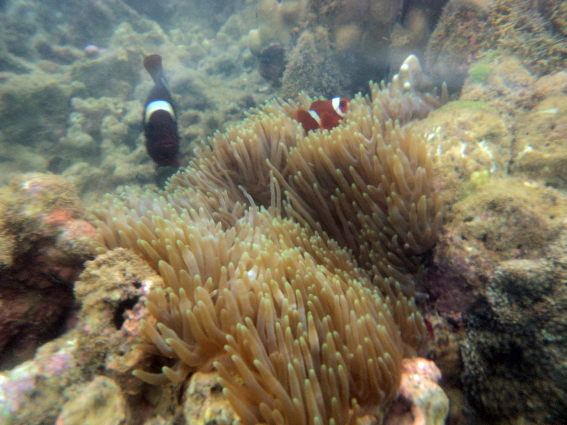 fish clown fish corals free photo