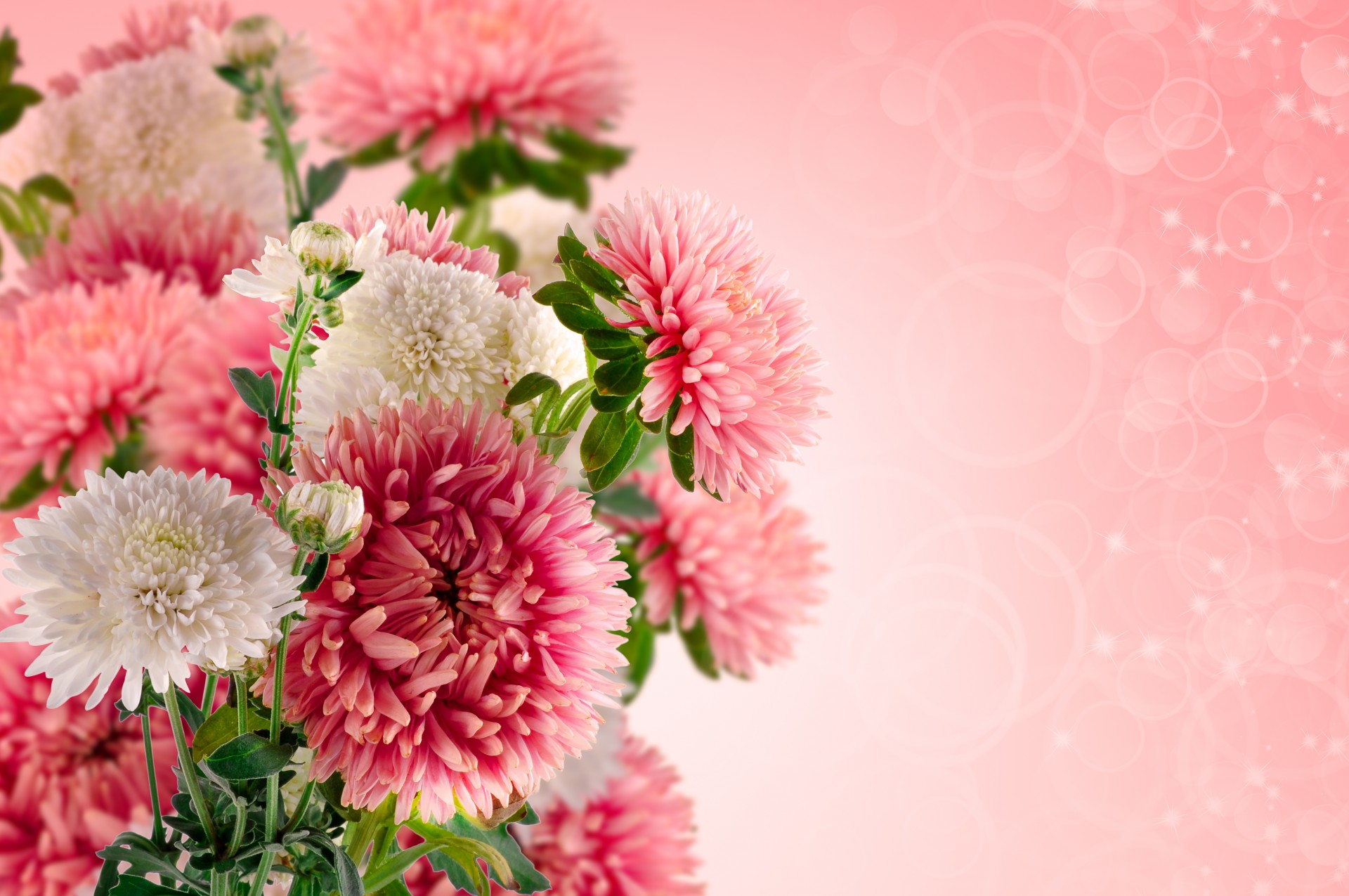 flowers background wallpaper free photo