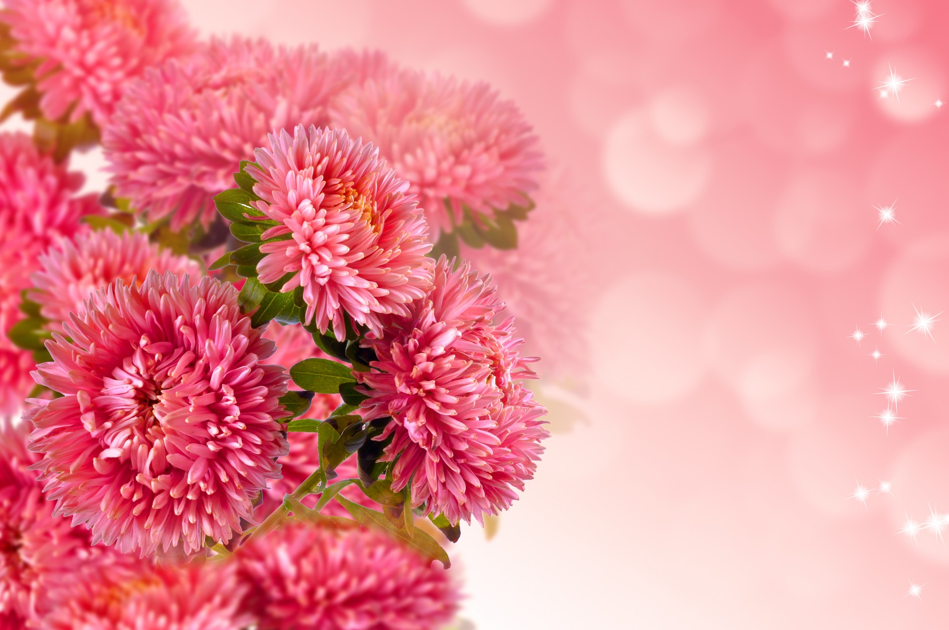 flowers background wallpaper free photo