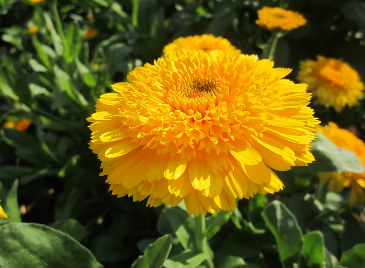 beautiful flower flower yellow flowers free photo