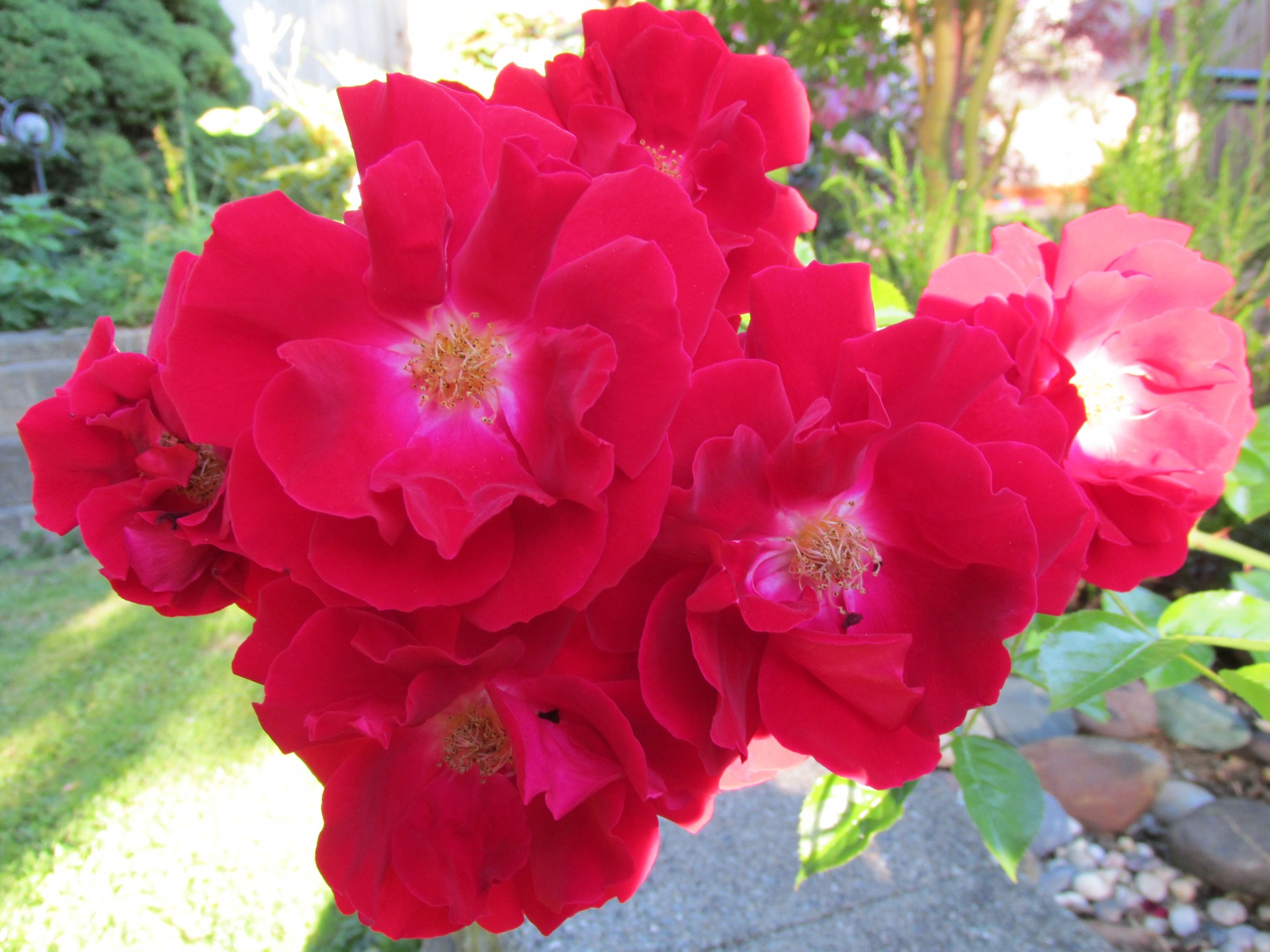 beautiful red flower free photo