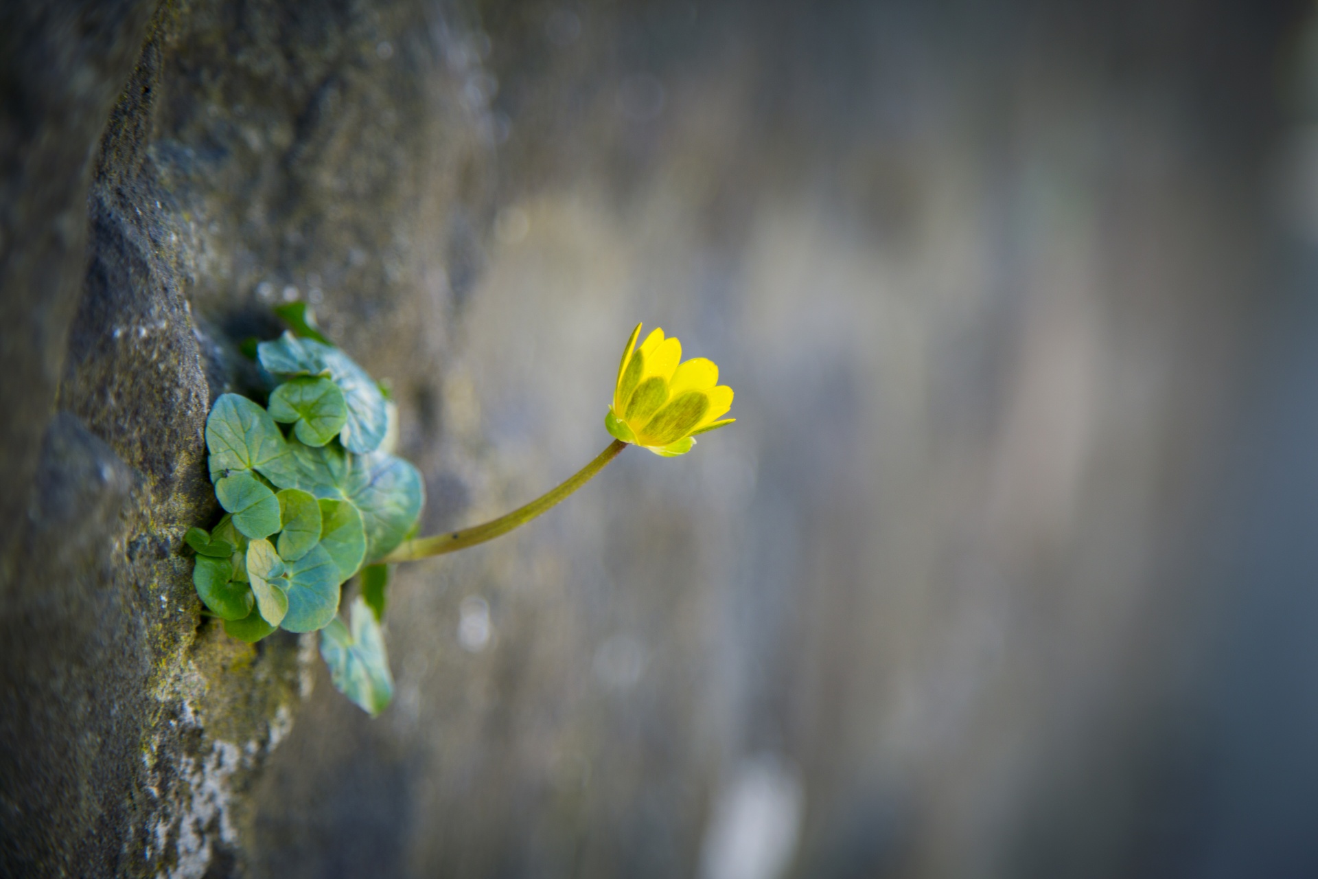 flower flowers love free photo