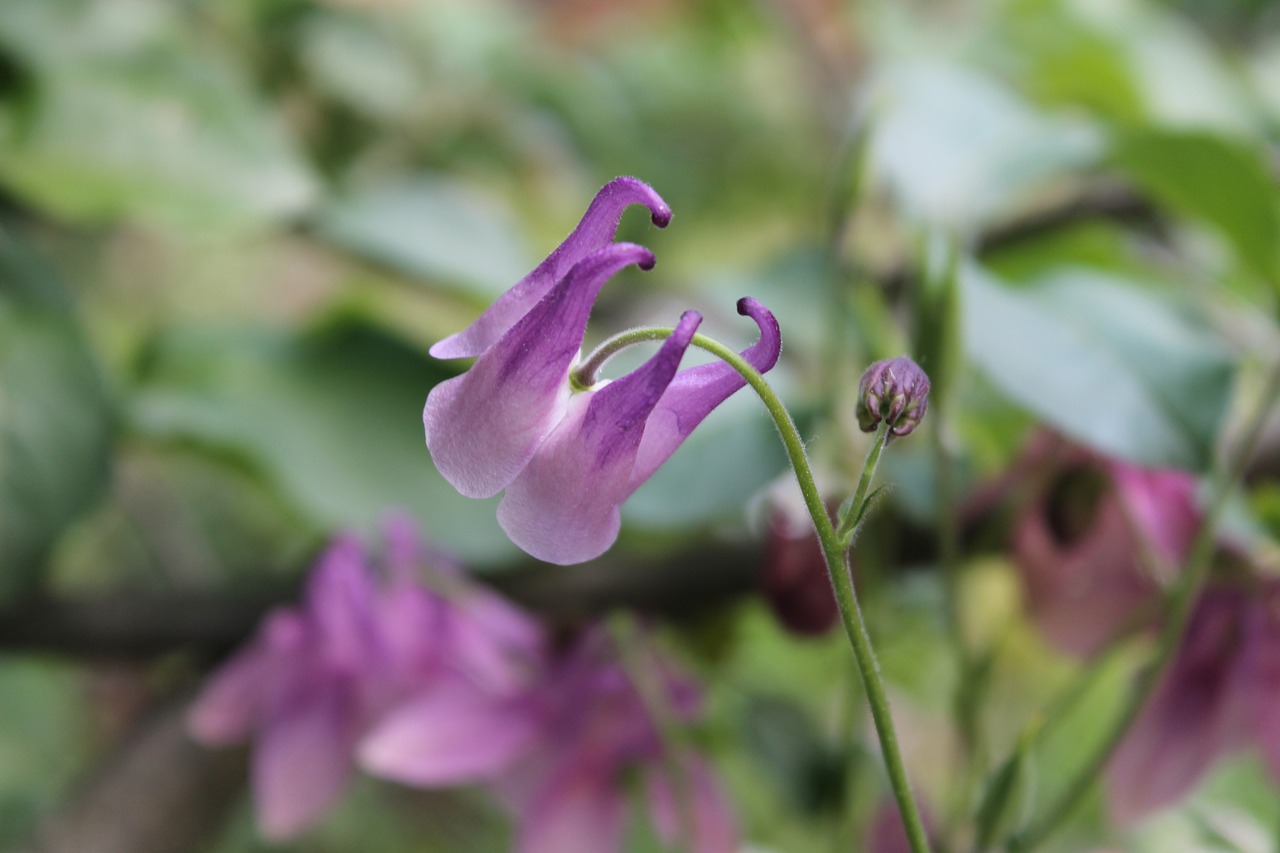 beautiful flower flower nature free photo