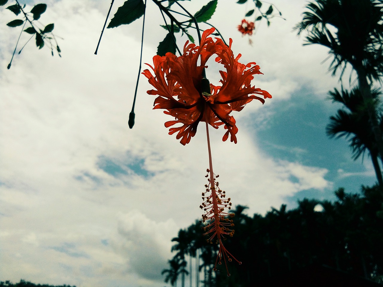 beautiful flower sunny day perfect flower and cloud free photo