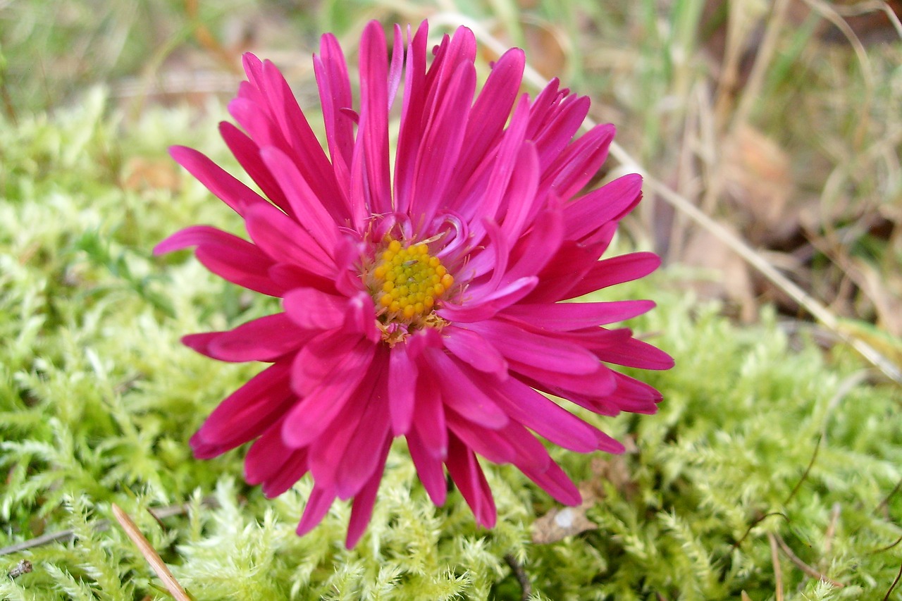 beautiful flower purple meadow free photo