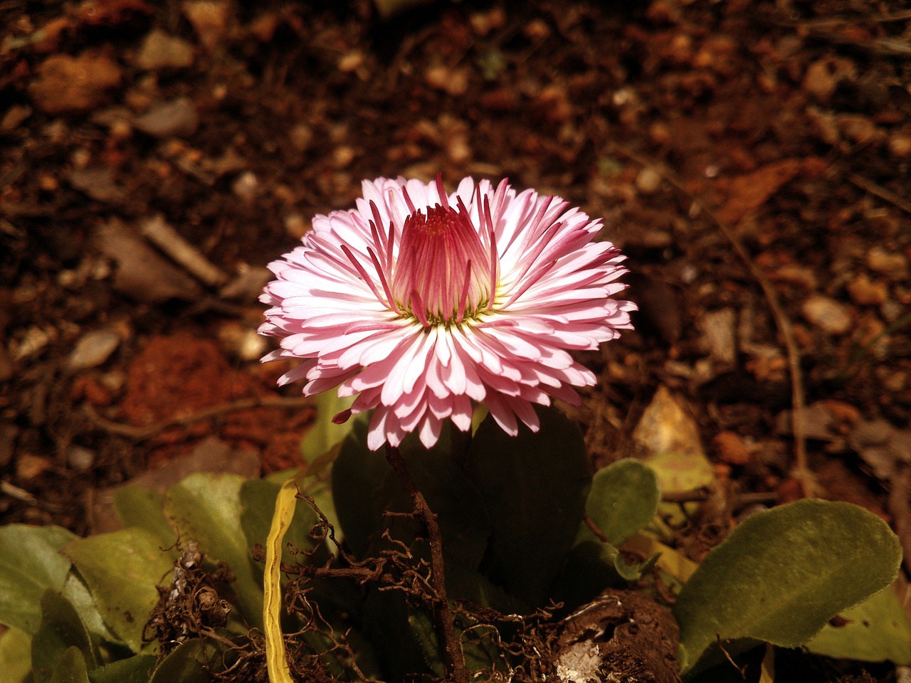 beautiful flowers flowers garden free photo