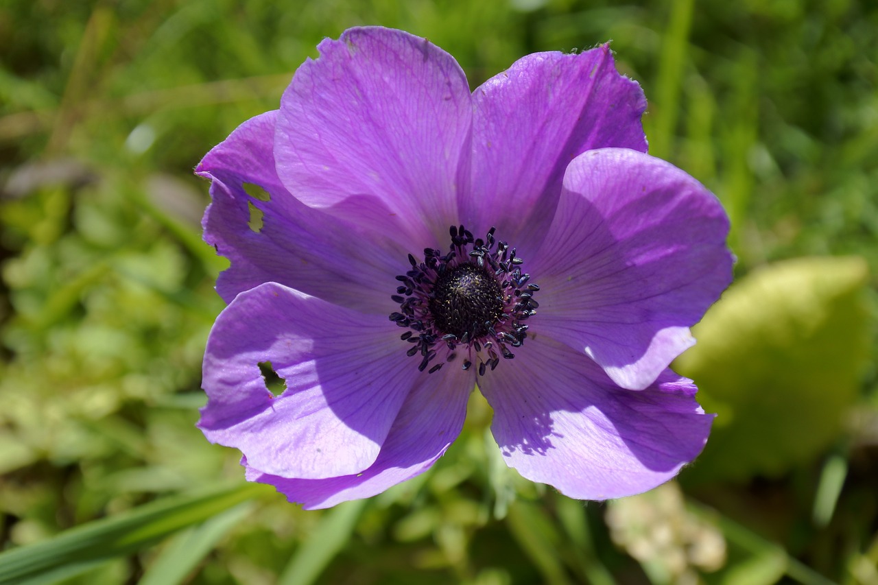 beautiful flowers flower purple free photo