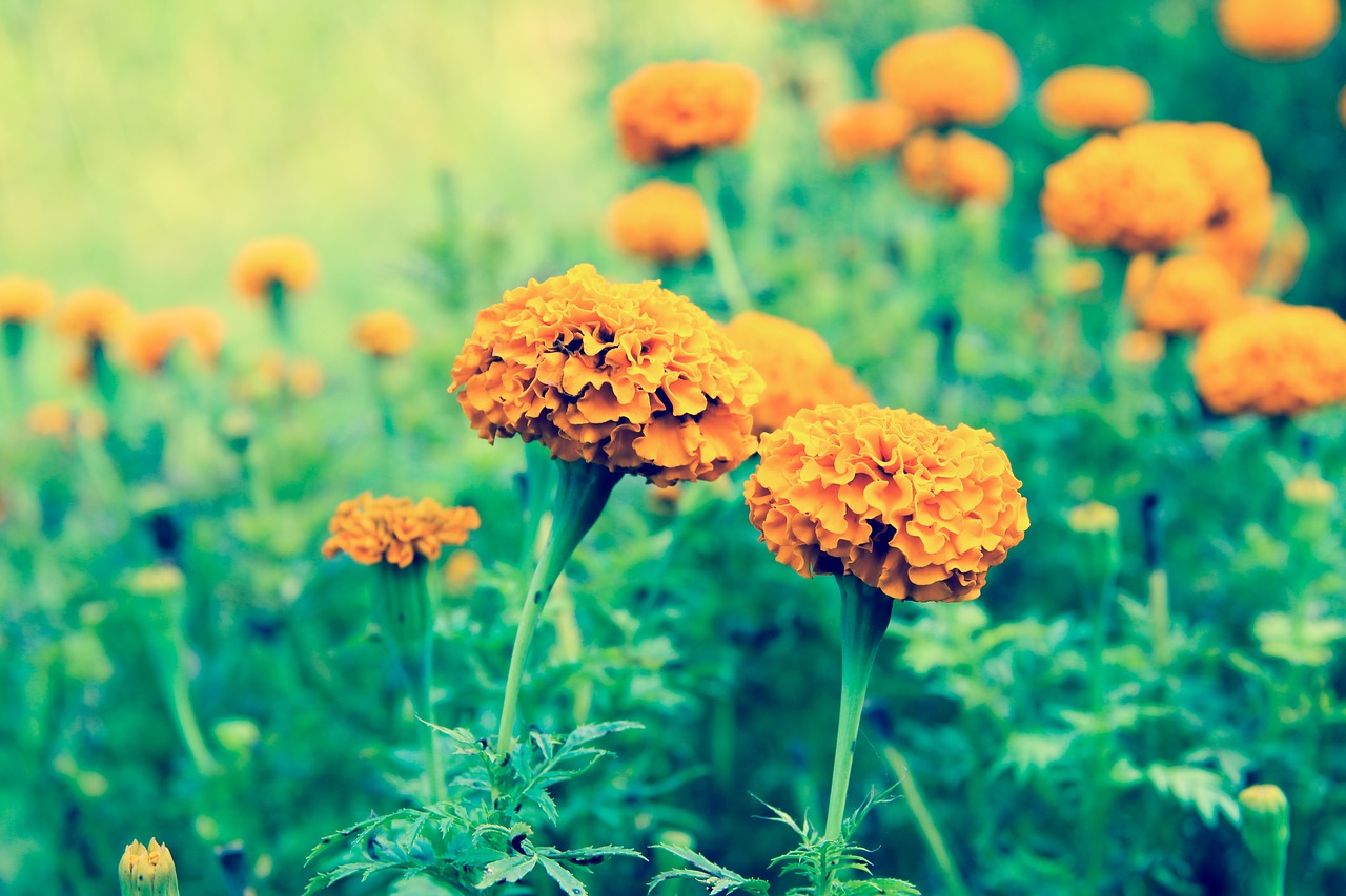 beautiful flowers flower flower garden free photo