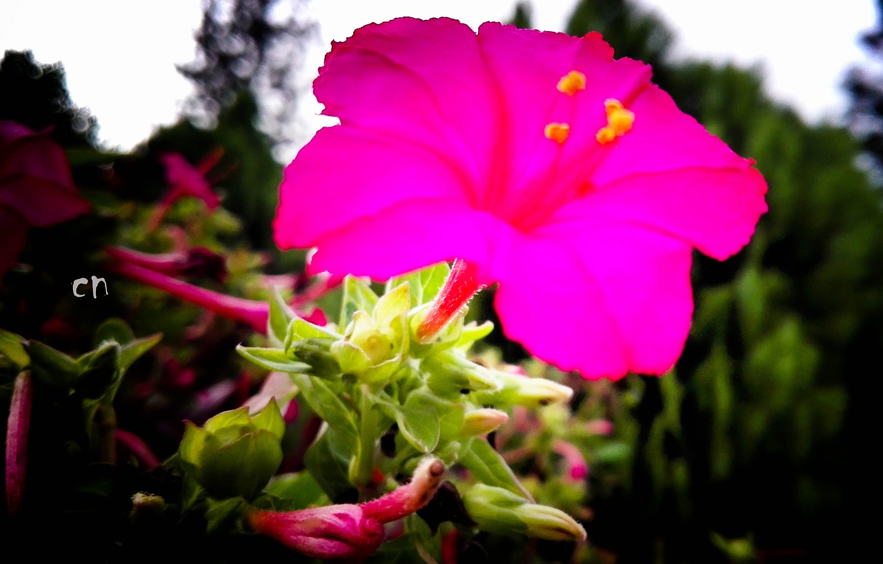 beautiful flowers landscape red free photo