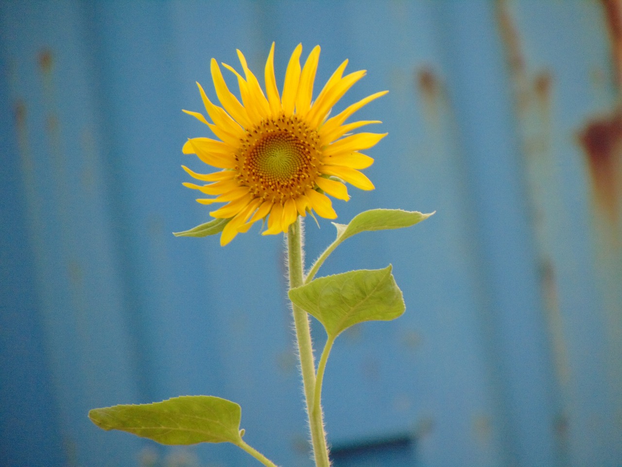 beautiful flowers sunflower the sun free photo