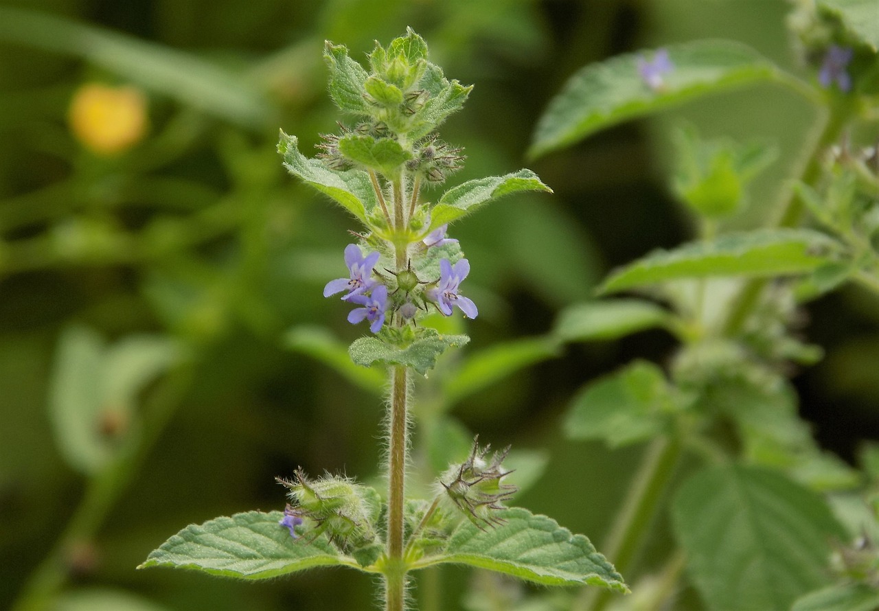 beautiful flowers leaves plant free photo