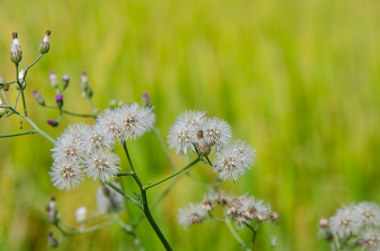 beautiful flowers  dandelion flowers  wildflowers free photo