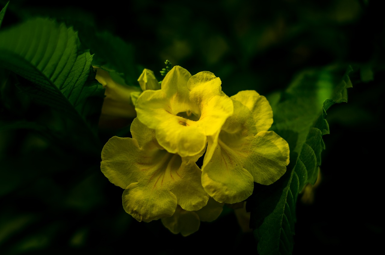 beautiful flowers  yellow flowers  flowers bloom free photo