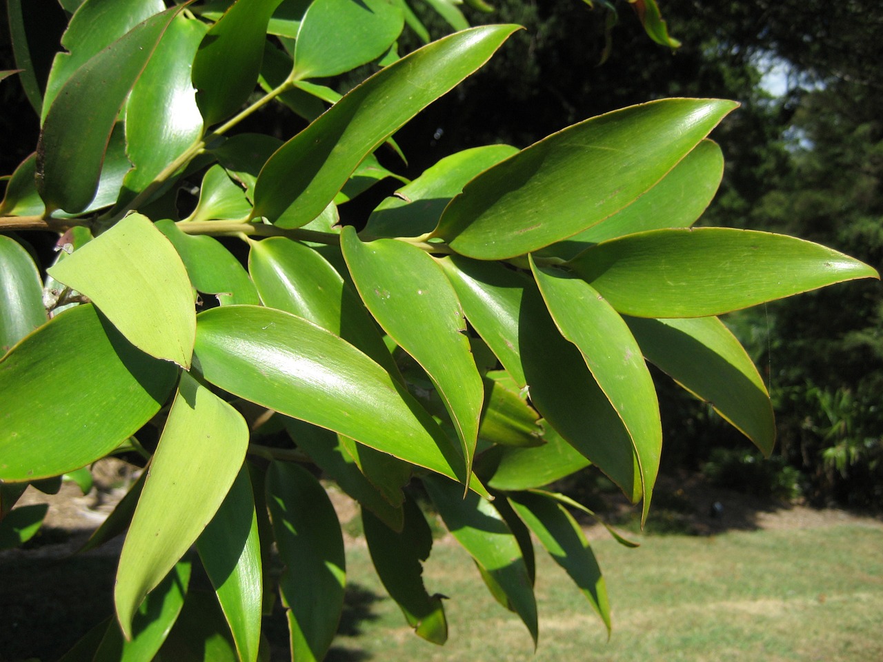 beautiful foliage branch kauri tree queensland agathis robusta free photo