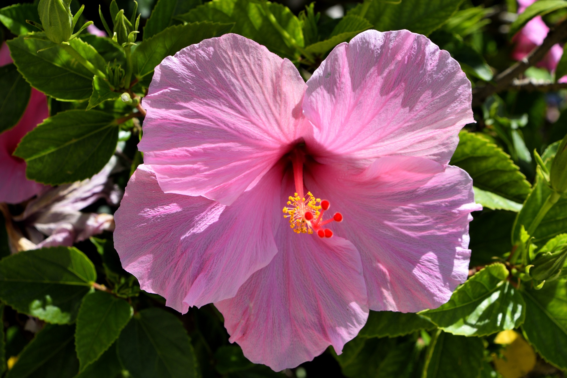 pink hibiscus flower floral free photo