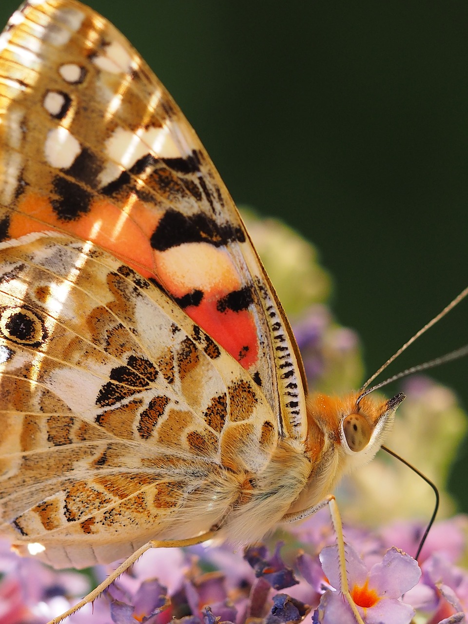 beautiful lady butterfly ledidoptere free photo
