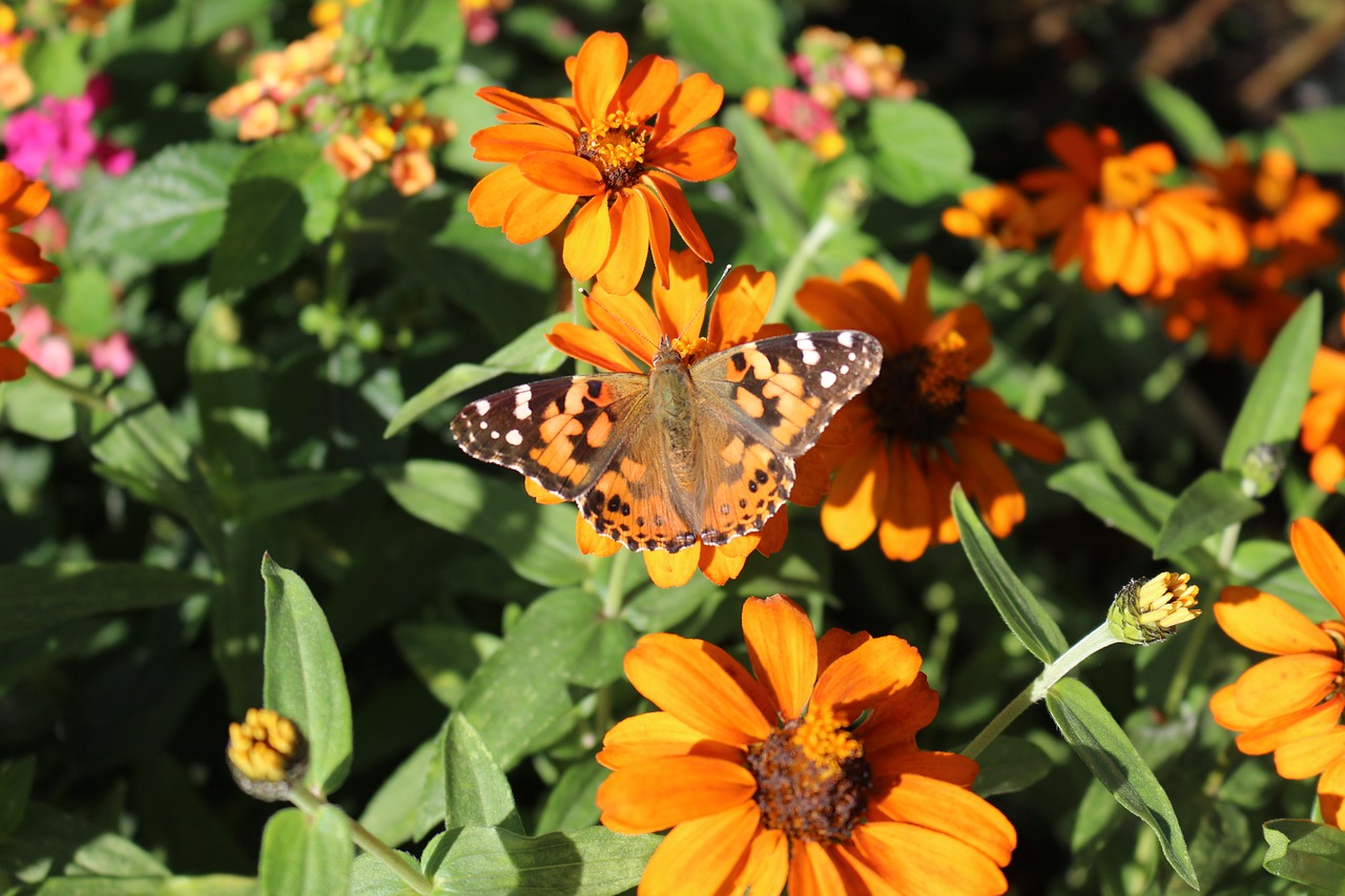 beautiful lady  butterfly  beautiful free photo