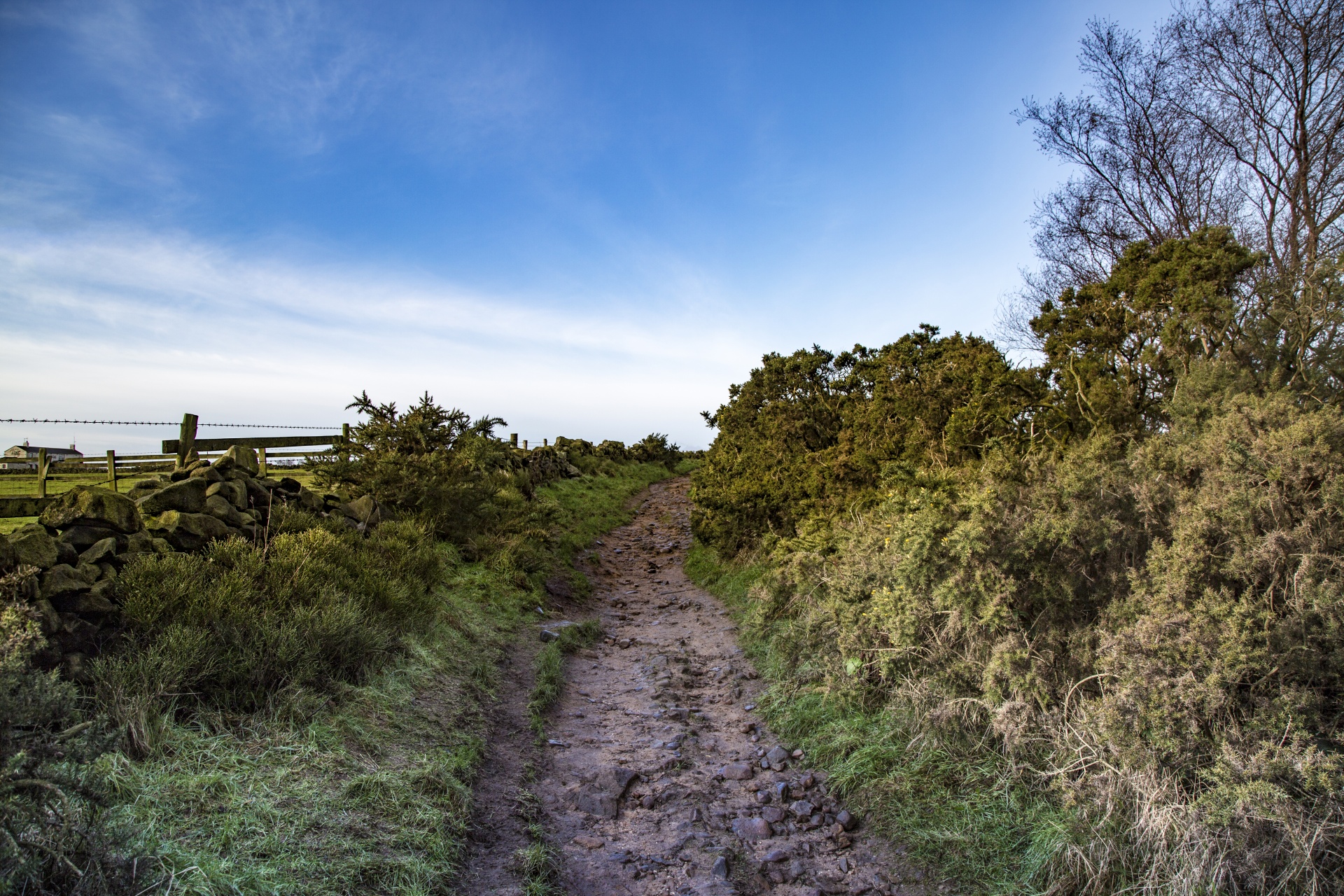 landscape nature tree free photo