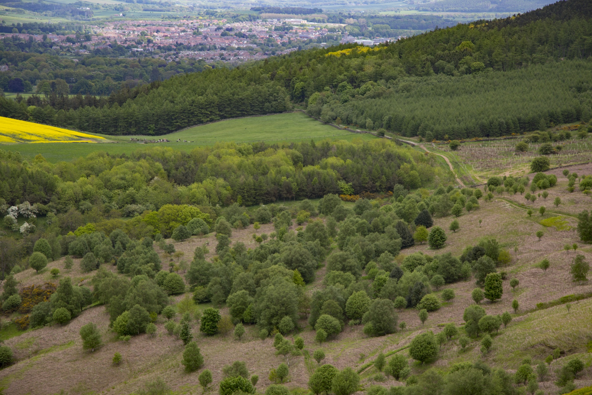 landscape nature tree free photo