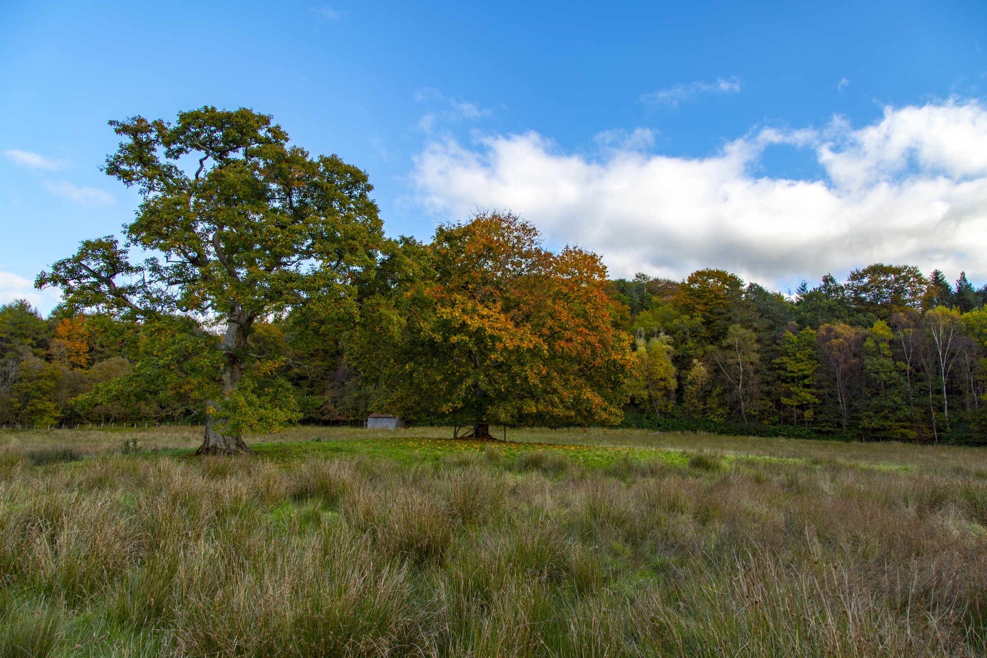 landscape nature tree free photo