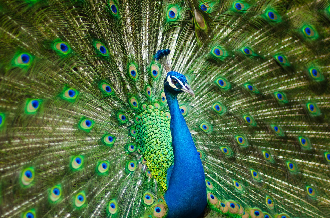 beautiful male peacock colorful bird free photo