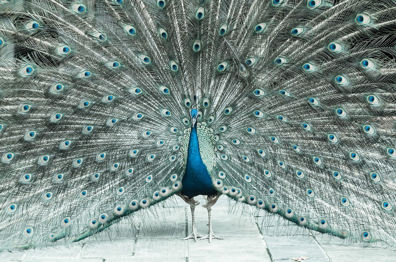 beautiful male peacock colorful bird free photo