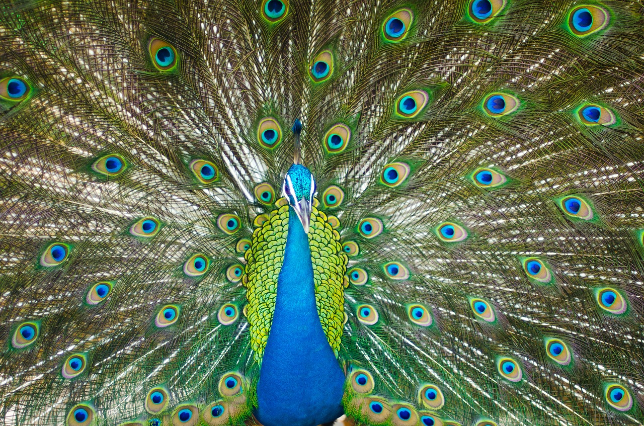 beautiful male peacock colorful bird free photo