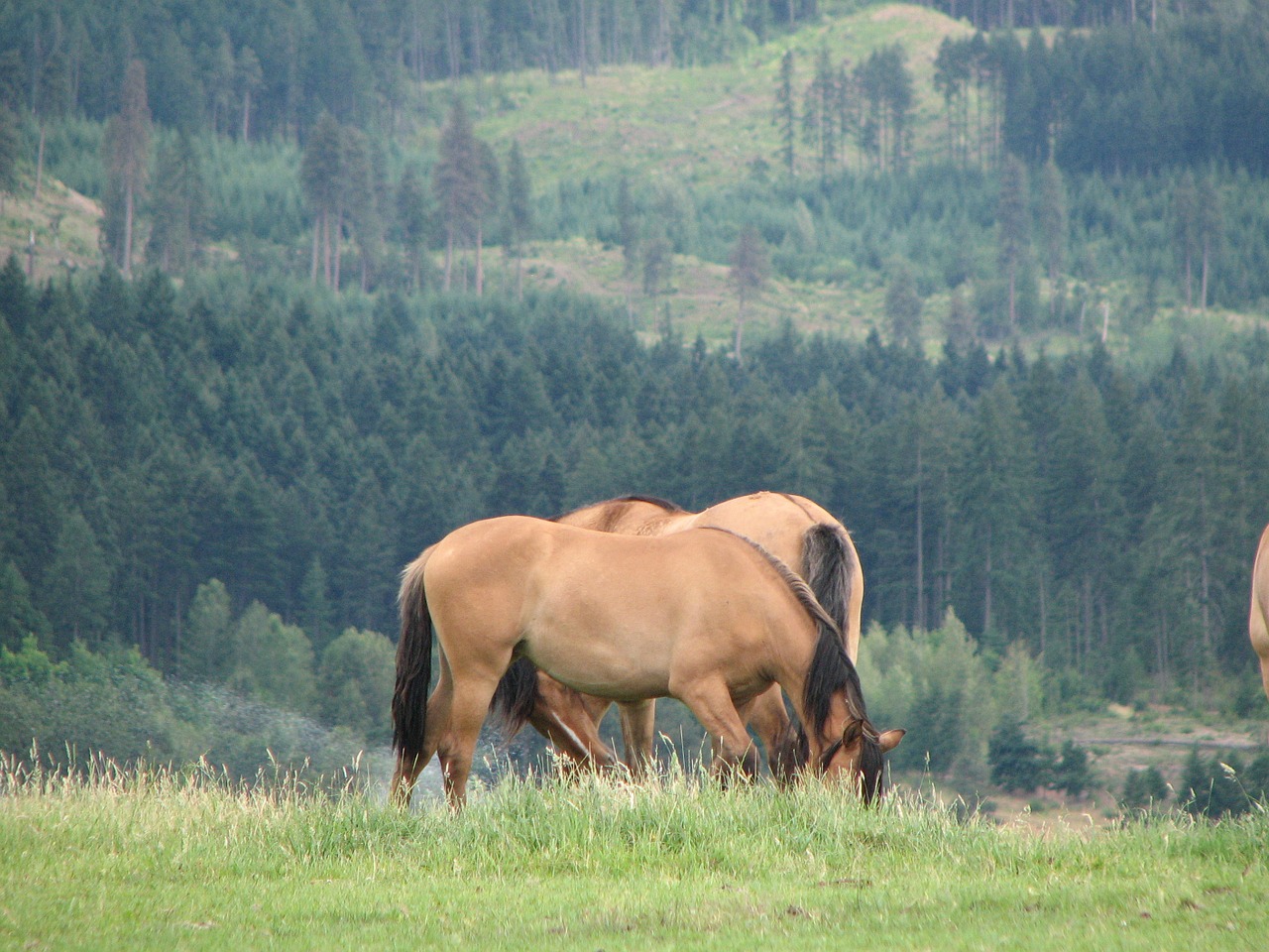 beautiful mustangs hood river oregon free photo